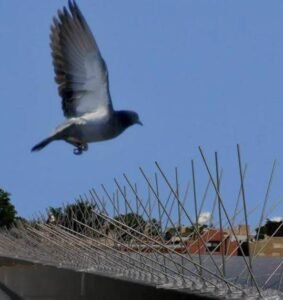 antibirdspikes