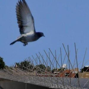 antibirdspikes